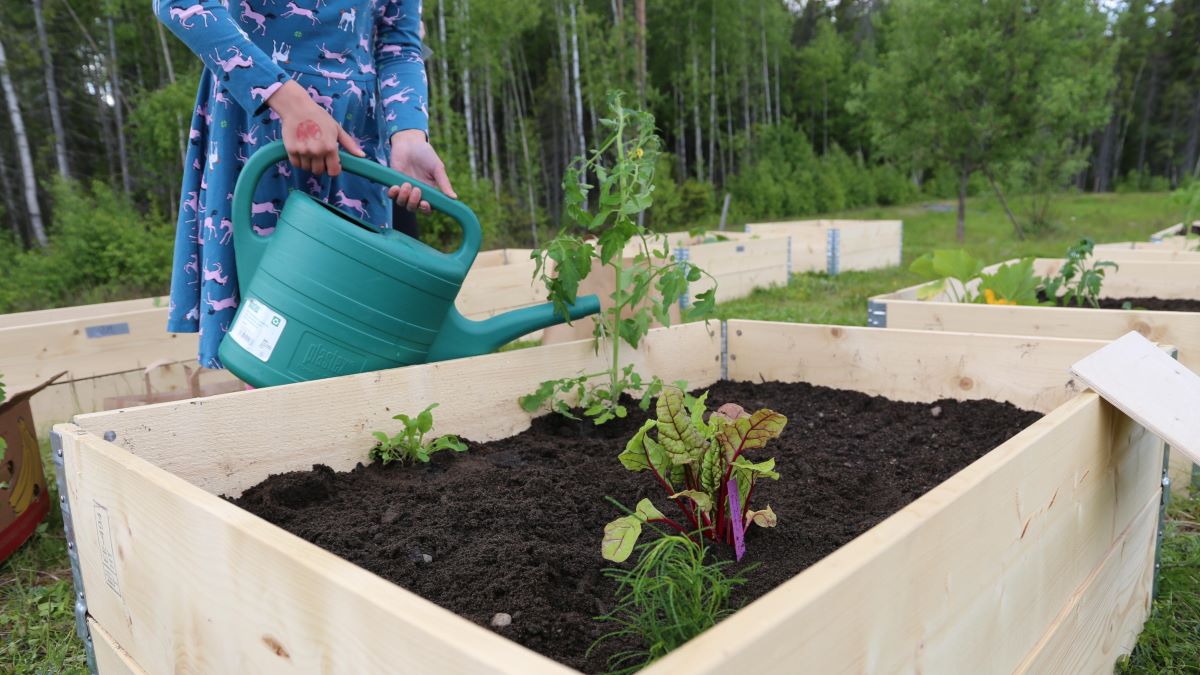 Henkilö kastelee kasvulavan taimia.