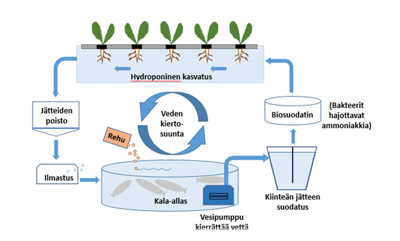 Aquaponinen järjestelmä.