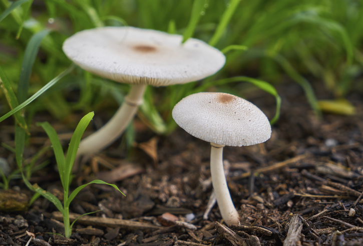 Valkoisia sieniä nurmikolla.